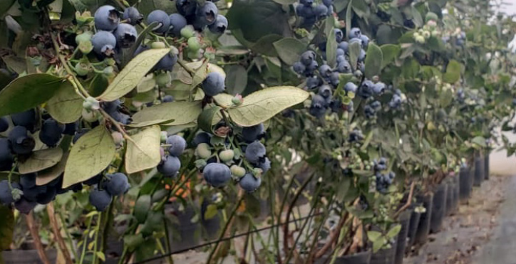Produção de mirtilo cresce em Santa Catarina