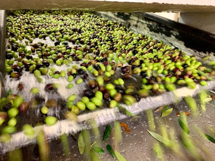 Cientistas revelam: resíduo da produção de azeite pode ser o “superalimento do futuro”