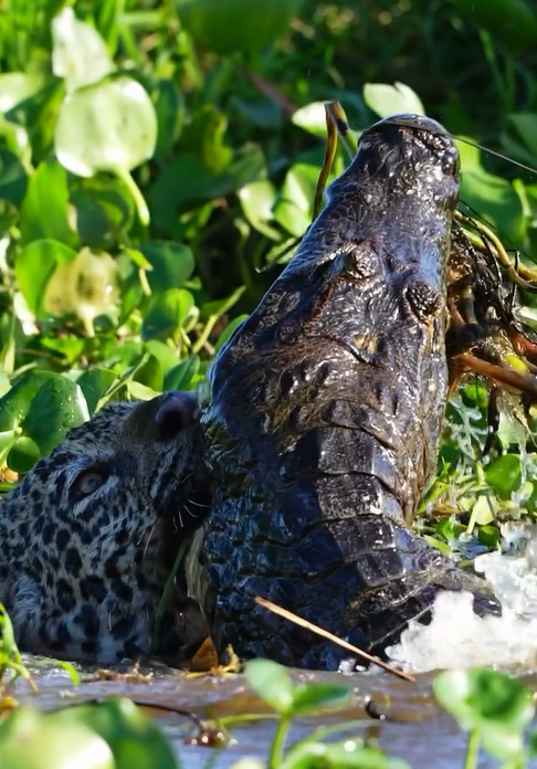 Outra vez: veja flagrante de luta entre onça-pintada e jacaré