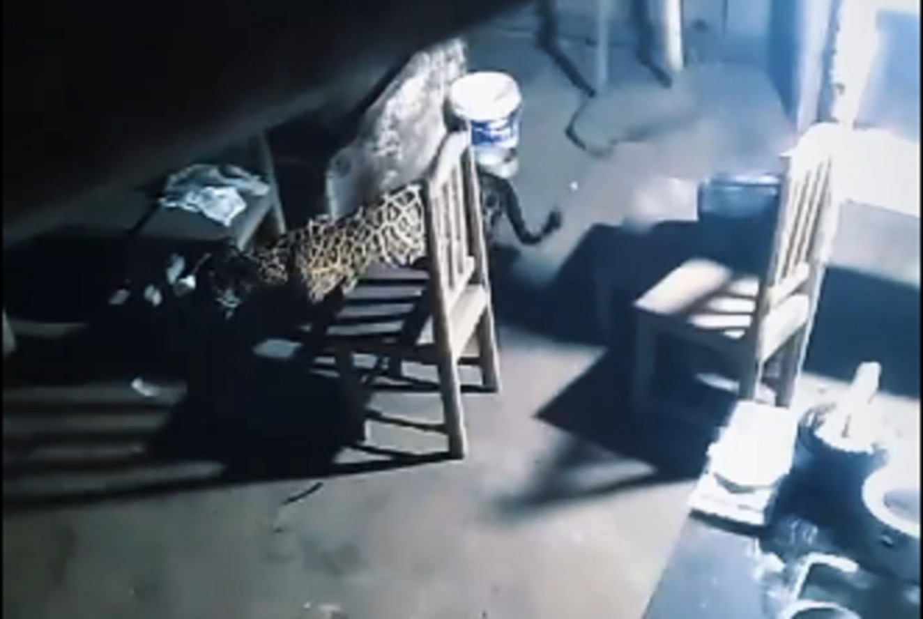 Onça-pintada aparece em sítio e assusta moradores