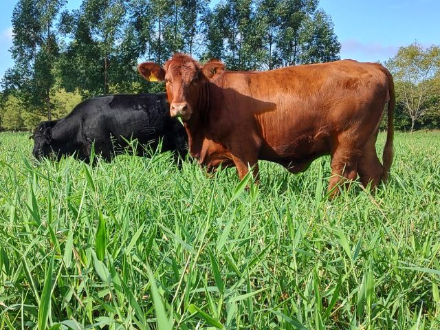 Embrapa lança nova opção de pastagem para solos ácidos e pouco férteis