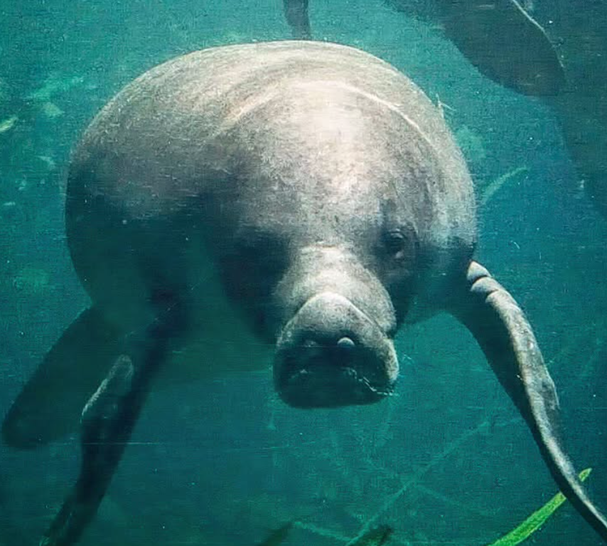 COP30: Ibama apresenta estratégia para salvar peixes-boi
