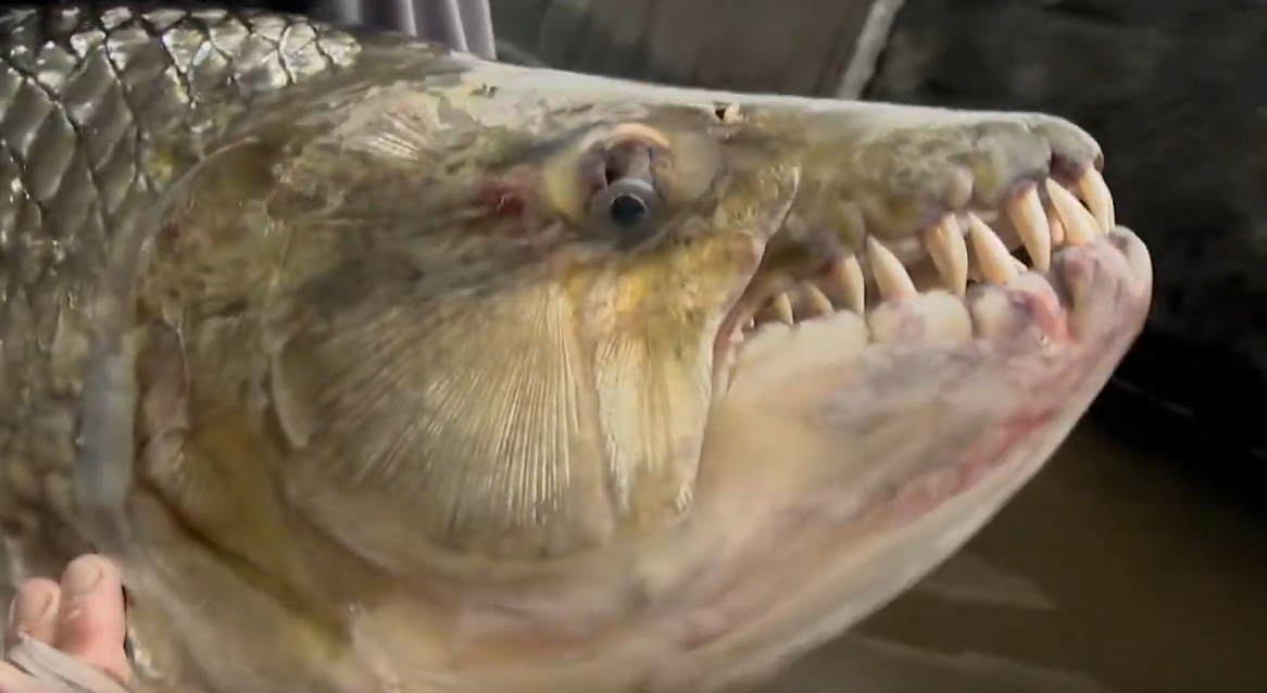 Peixe-tigre-gigante: o predador mais temido dos rios africanos