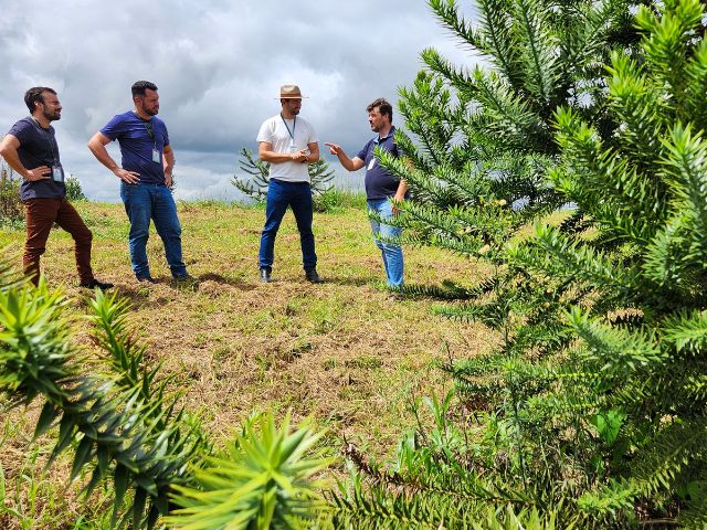 Epagri desenvolve araucárias enxertadas