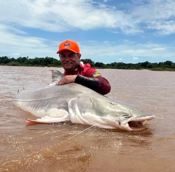 Guia fisga piraíba gigante de 120 kg e 2 metros