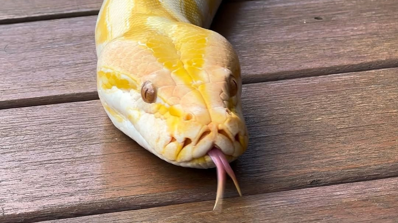 Cobra bebe água? Flagra raro de píton se hidratando no Bioparque