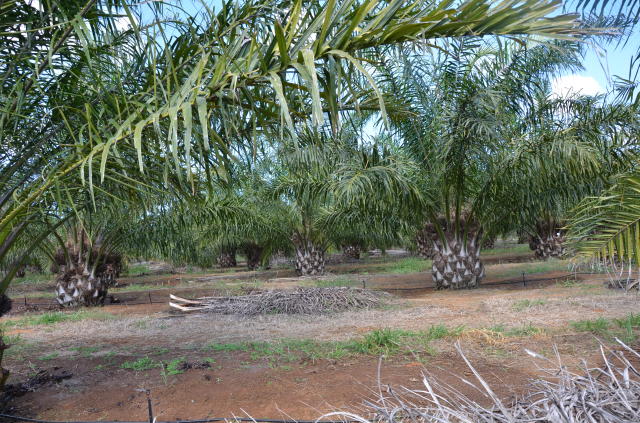Dendê: palmeira de origem africana é opção lucrativa para produtor