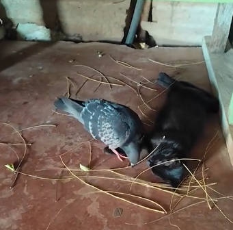 Pomba faz ninho para gata grávida ter filhotes