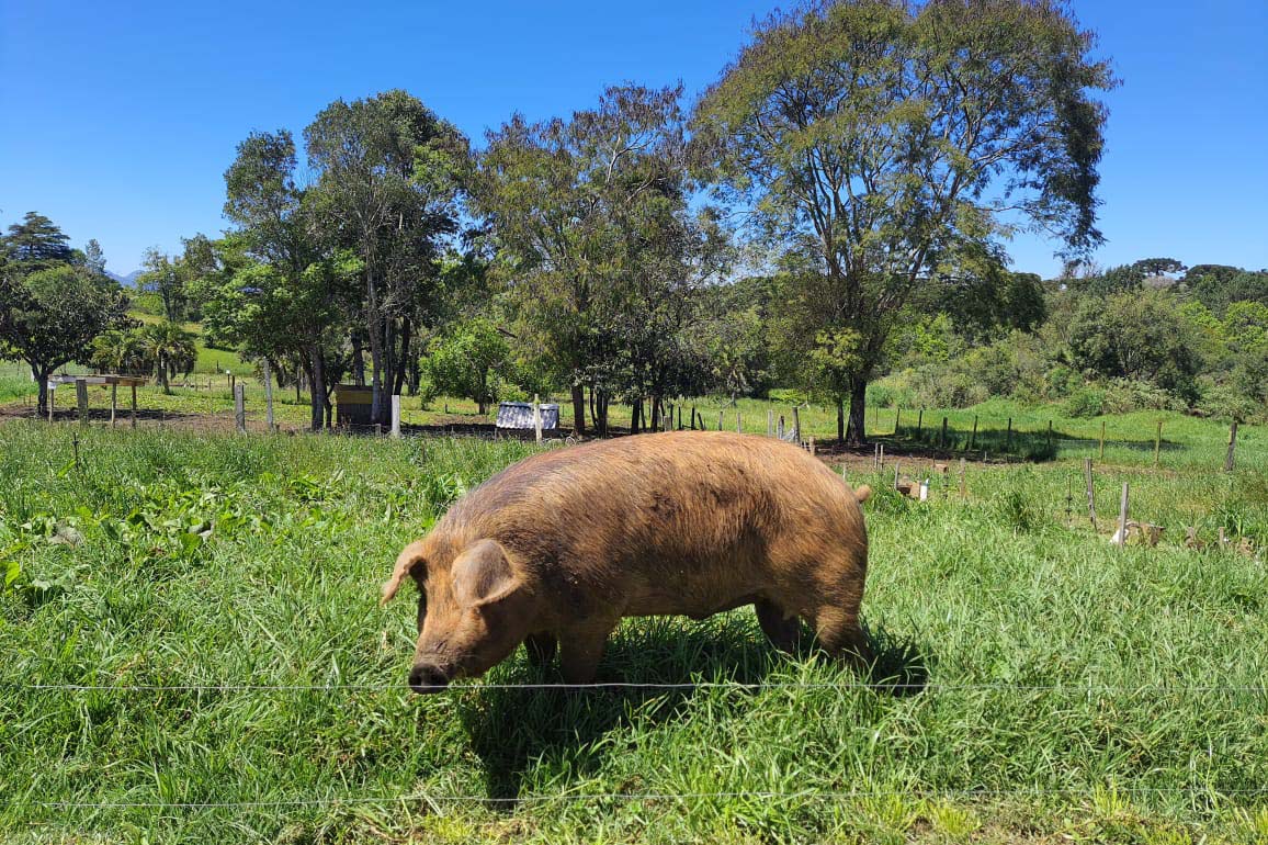 Porco Moura: Paraná preserva raça que revoluciona a carne suína gourmet no Brasil