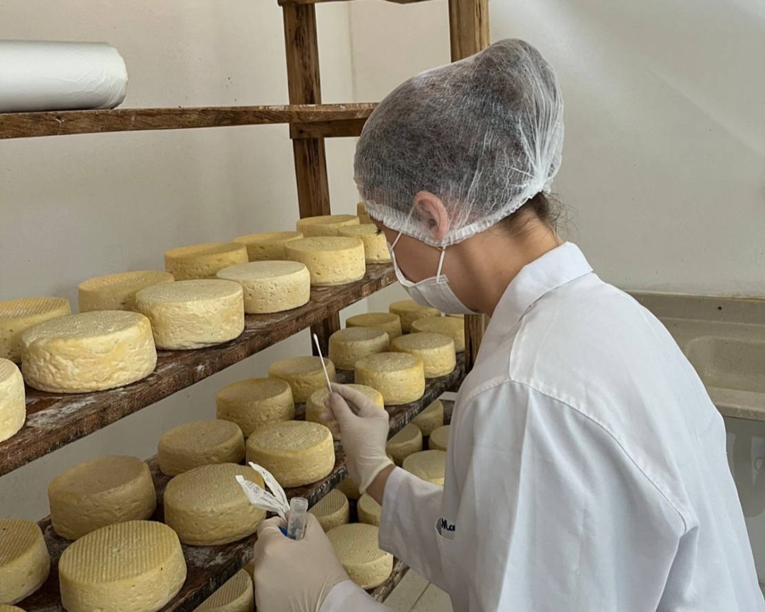 Estudo inédito mapeia o “DNA” do Queijo Minas Artesanal do Serro