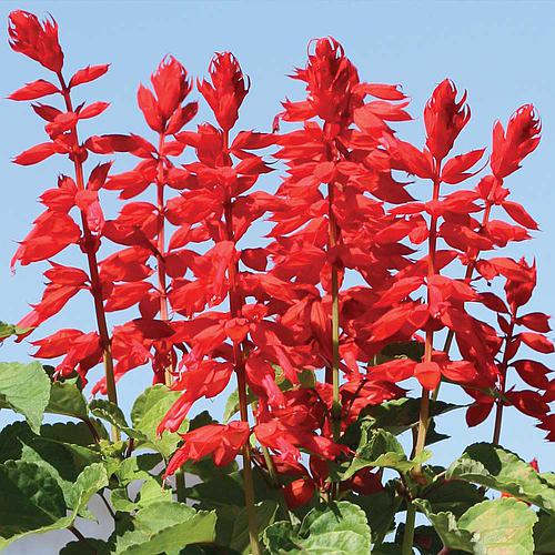 Flores comestíveis: mercado global cresce