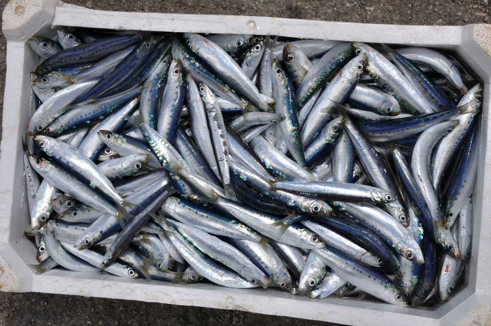 Conepe condena isenção de imposto sobre sardinha importada