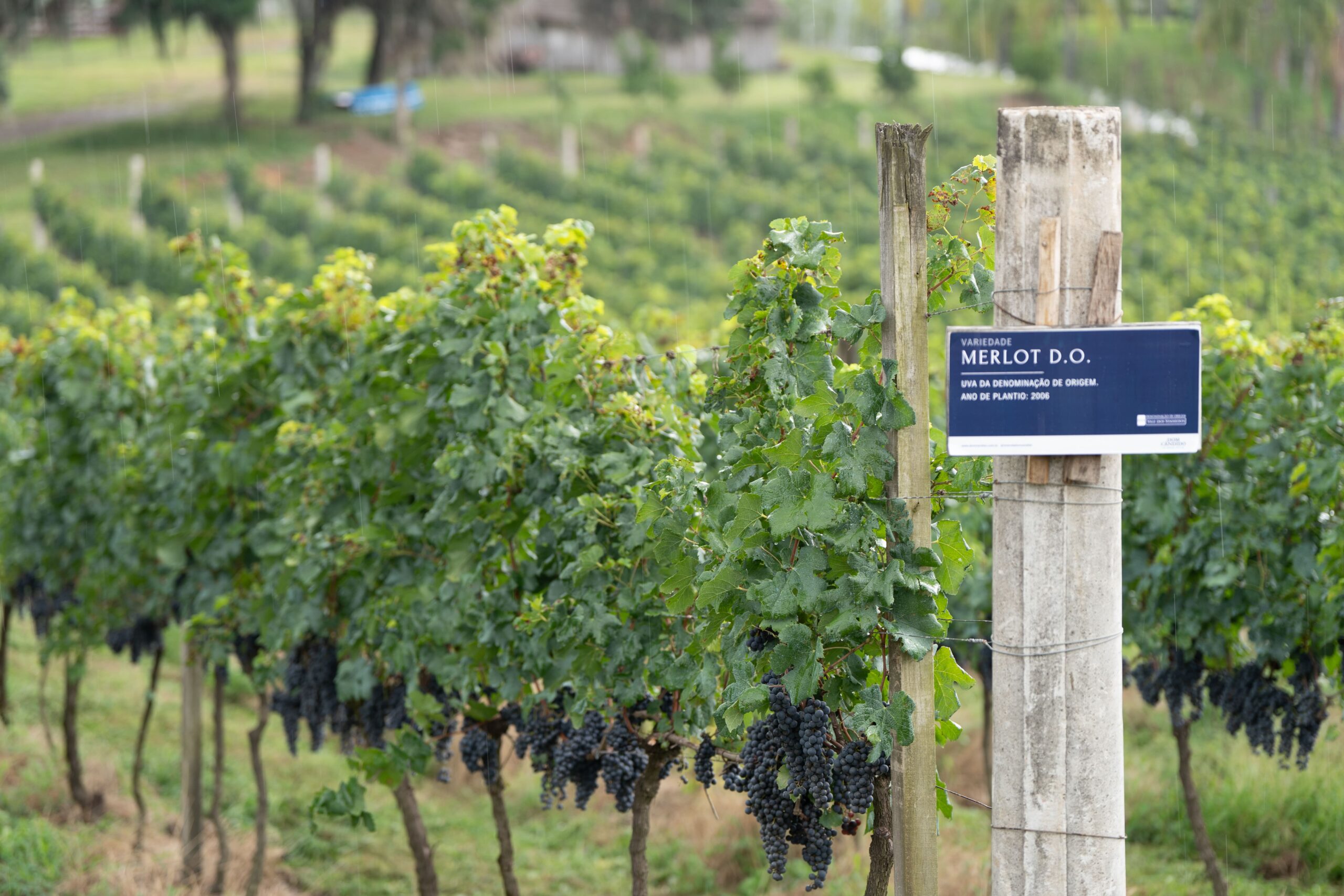 Rio Grande do Sul celebra safra histórica de uvas em 2025