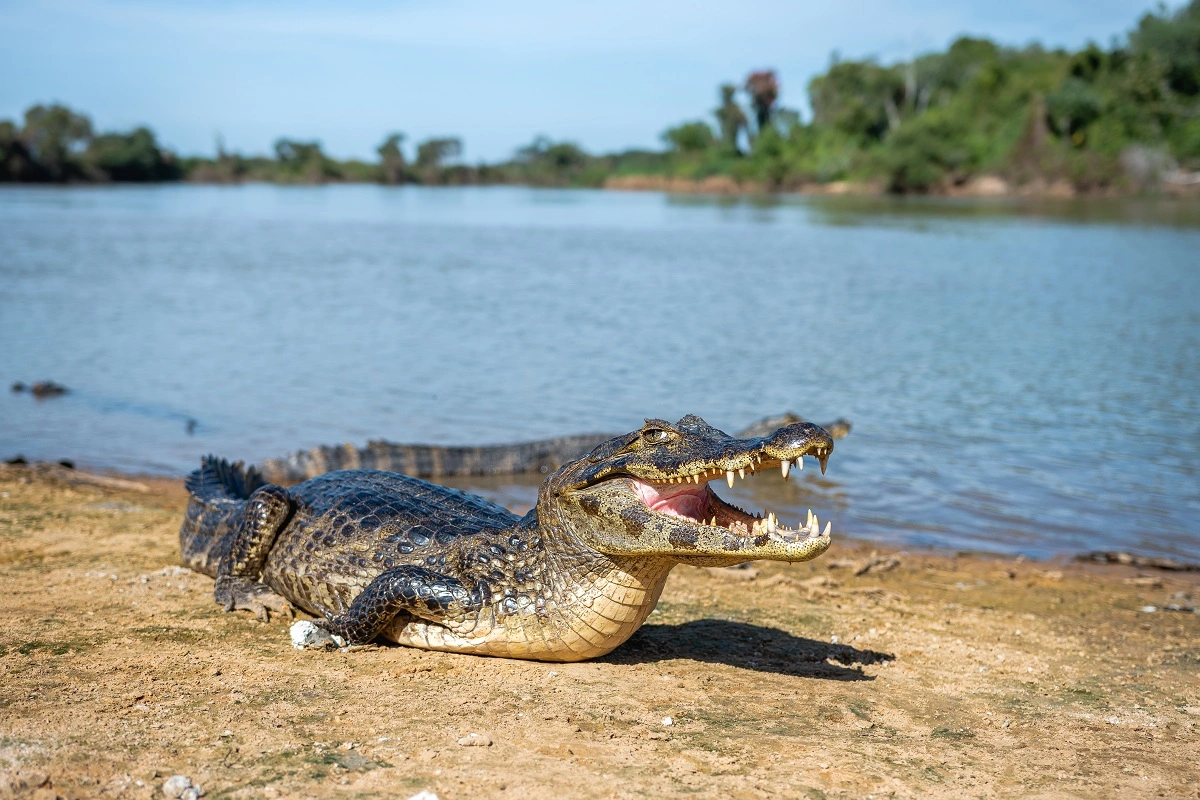 Guia turístico é gravado fazendo “carinho” em jacaré no Pantanal