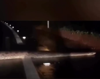 Vídeo de sucuri gigante cruzando estrada no Pará impressiona