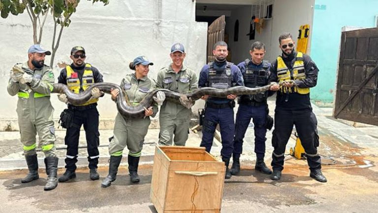 Sucuri de quase 5 metros é capturada na Bahia