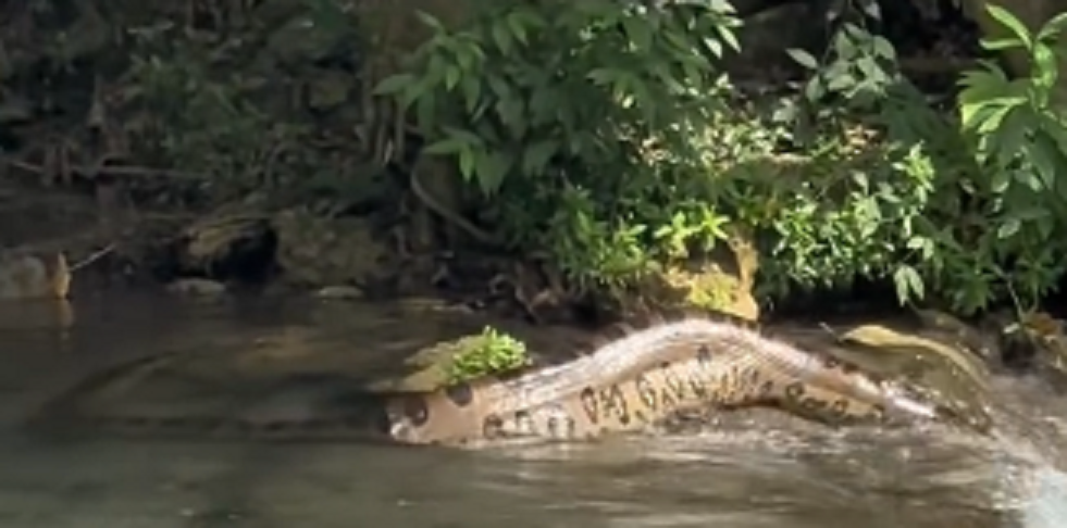 Turistas registram sucuri gigante em cachoeira
