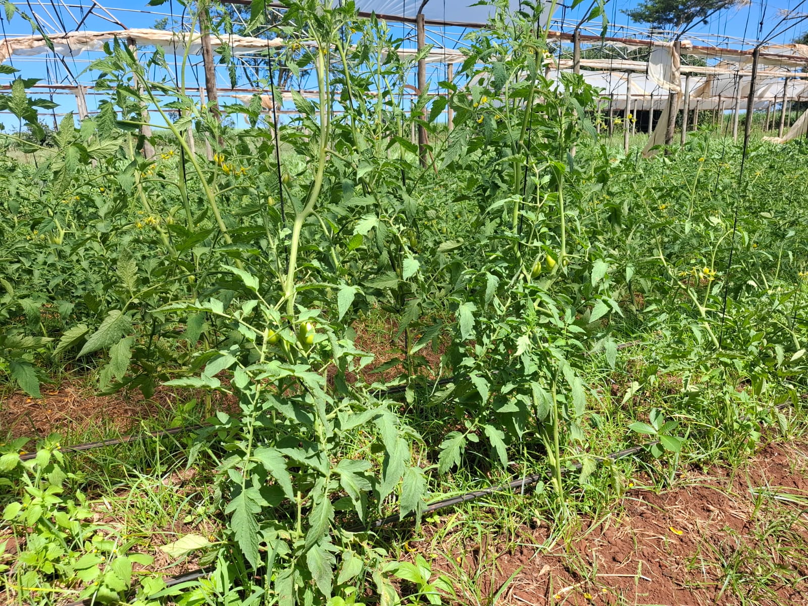 Brasil aumenta produção de tomate com combate à mosca-branca