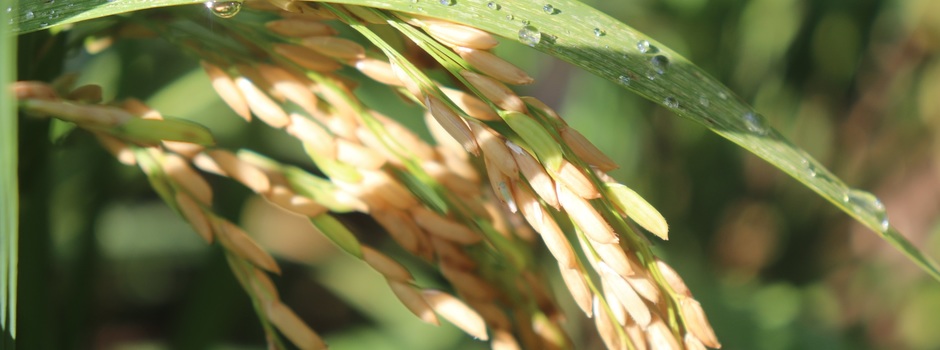 Zona da Mata mineira surpreende com potencial para arroz de sequeiro