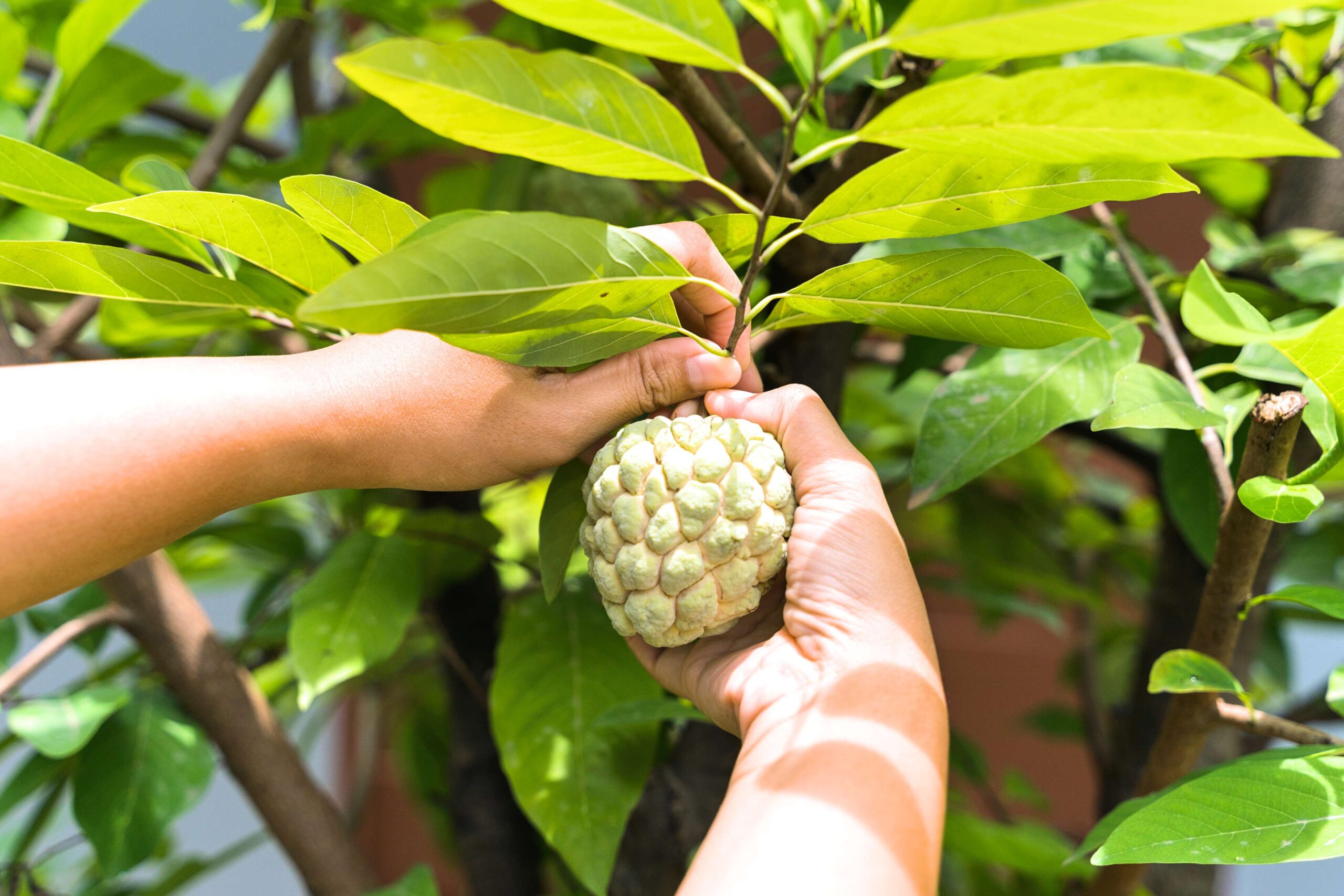 Fruta nativa ganha espaço nas feiras e chama atenção pela ação anti-inflamatória