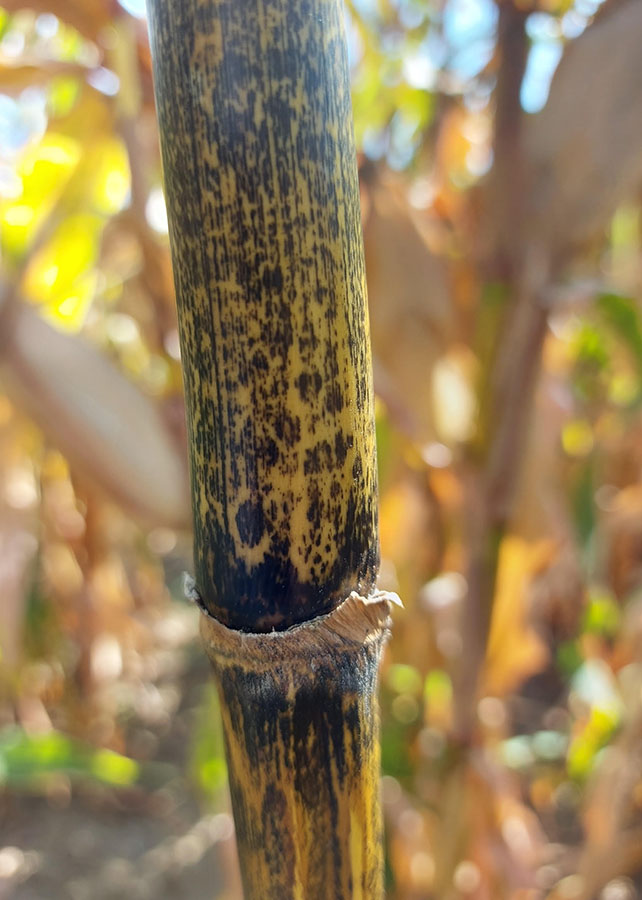 Antracnose do milho: estudo revela origem do fungo