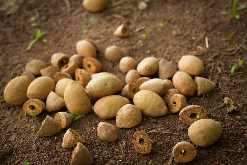 Casca de baru vira insumo sustentável para produção de biodiesel