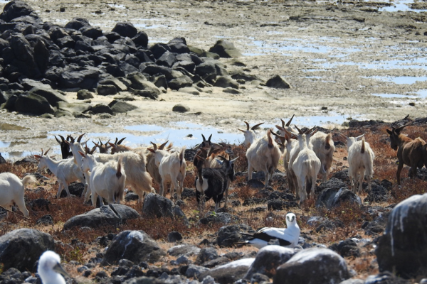 Ilha da Trindade: vegetação cresce 1.400% após remoção de cabras invasoras