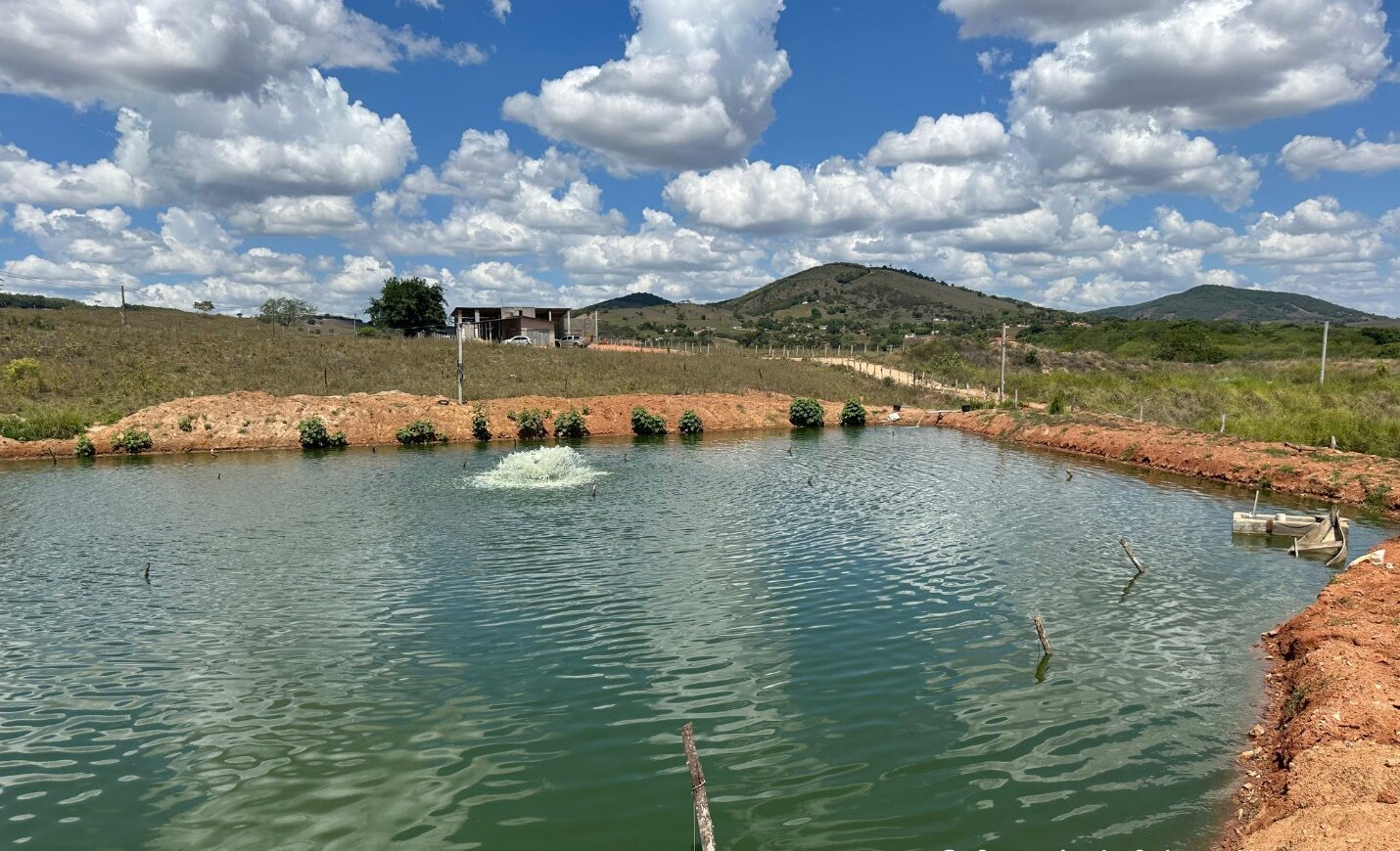 Produção de camarão em água salobra transforma o Semiárido