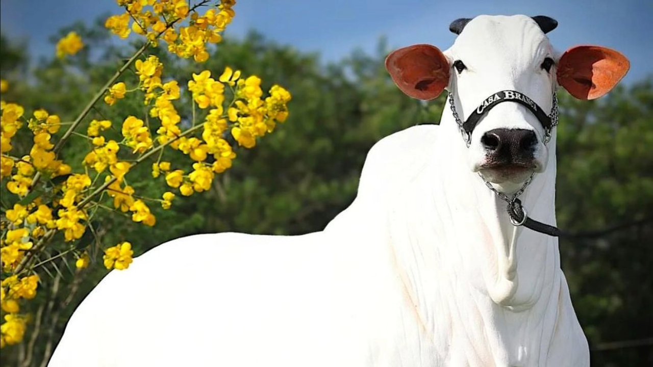 Carina, a vaca mais cara do mundo, “invade” Allianz Parque