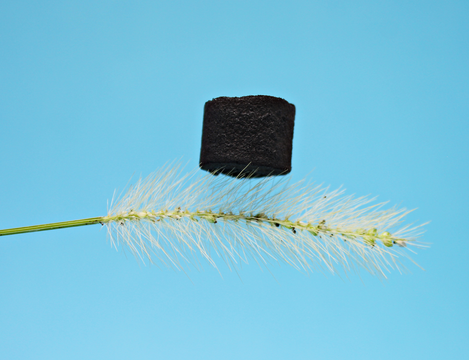 Bagaço de cana vira embalagem que protege chips e semicondutores