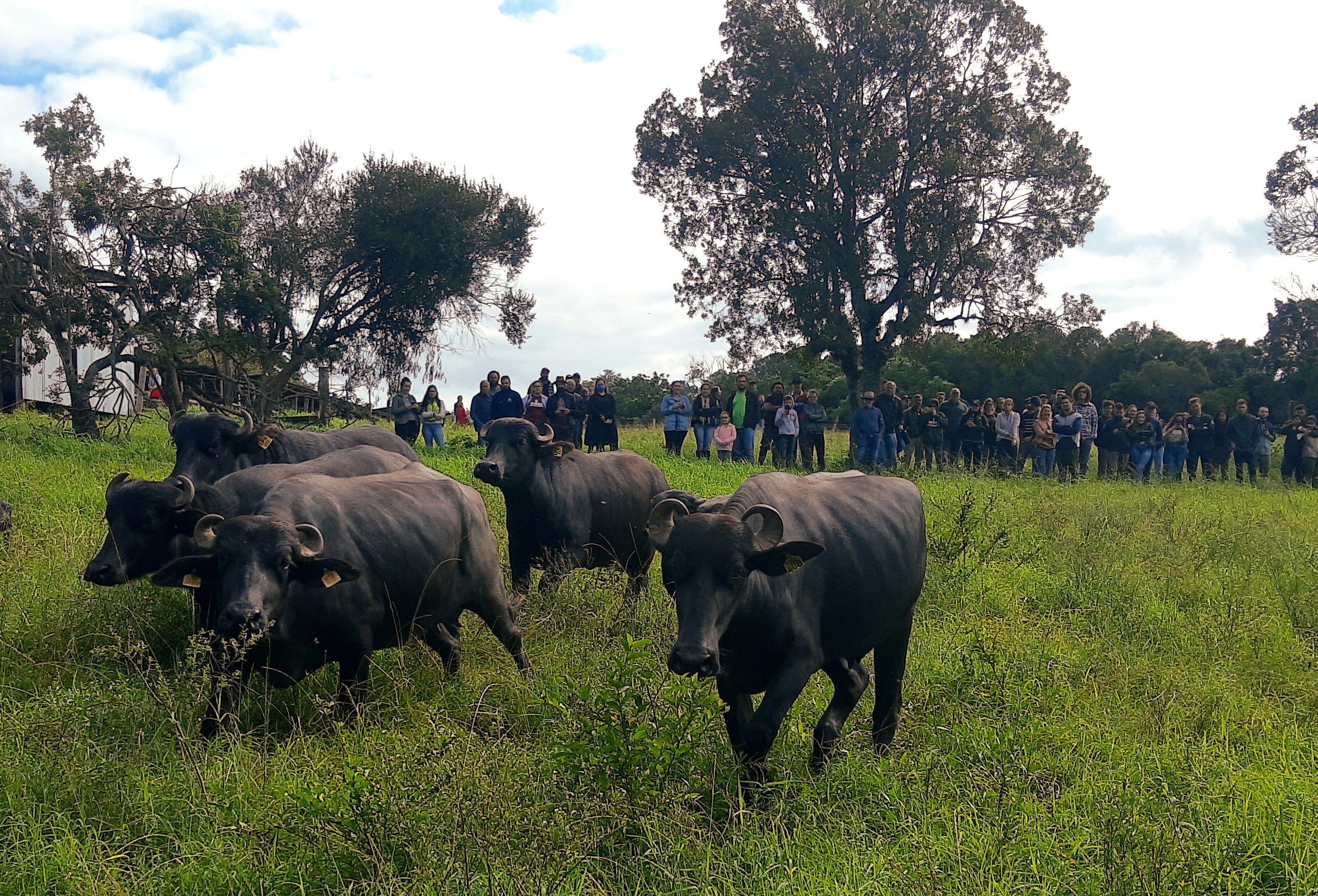 Búfalos invadem 12% da maior reserva biológica de Rondônia