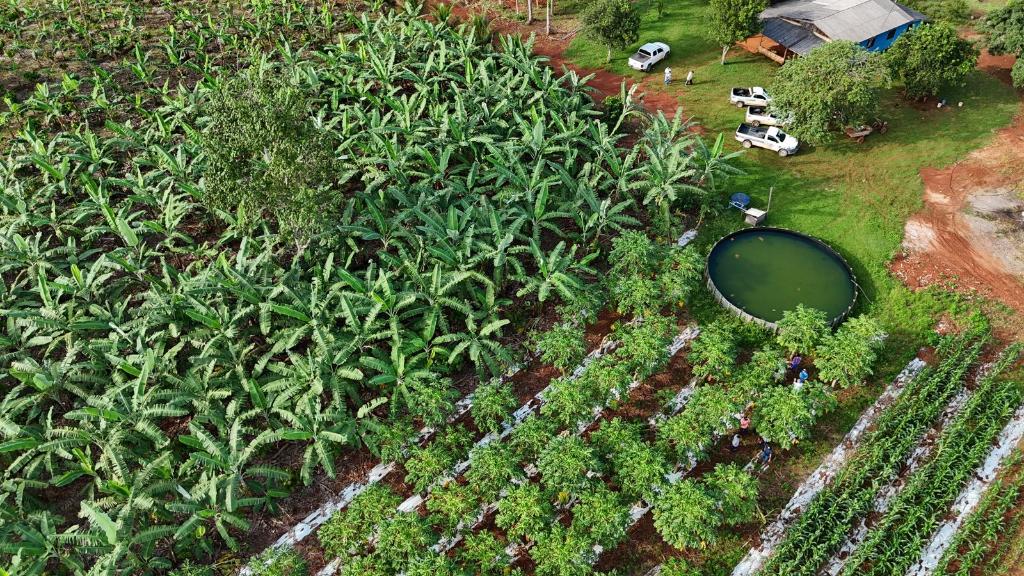 Cartilha ensina como produzir cacau de forma sustentável em Mato Grosso