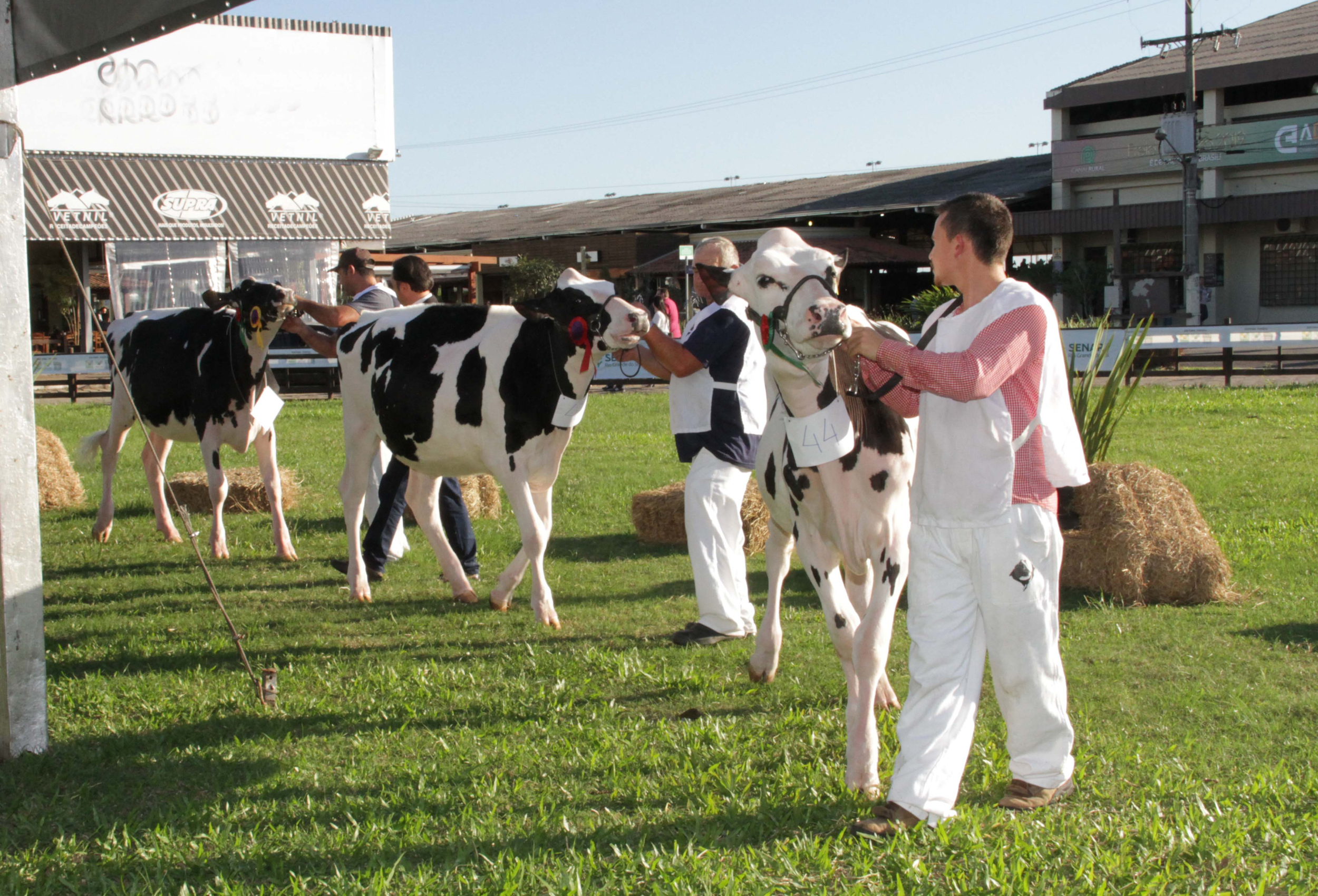 Fenasul Expoleite 2025: inscrições para criadores de gado Holandês estão abertas até 30 de abril