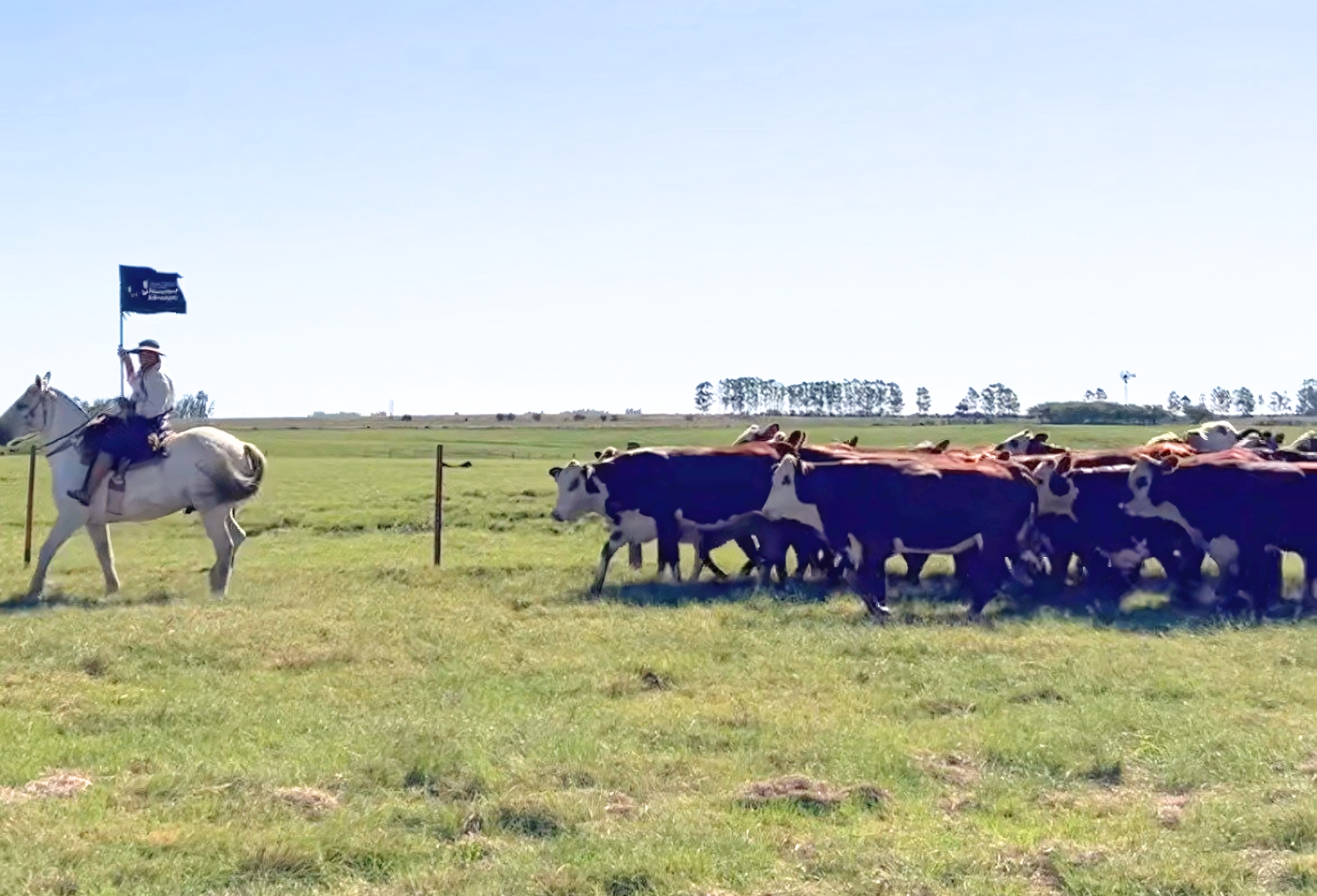 Fazenda Espinilho abre Gira Técnica do Mundial Braford