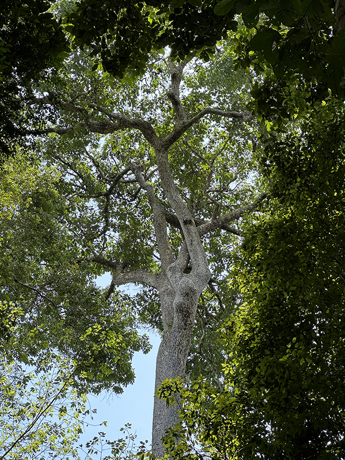 IA identifica mais de 600 castanheiras nativas  na Amazônia