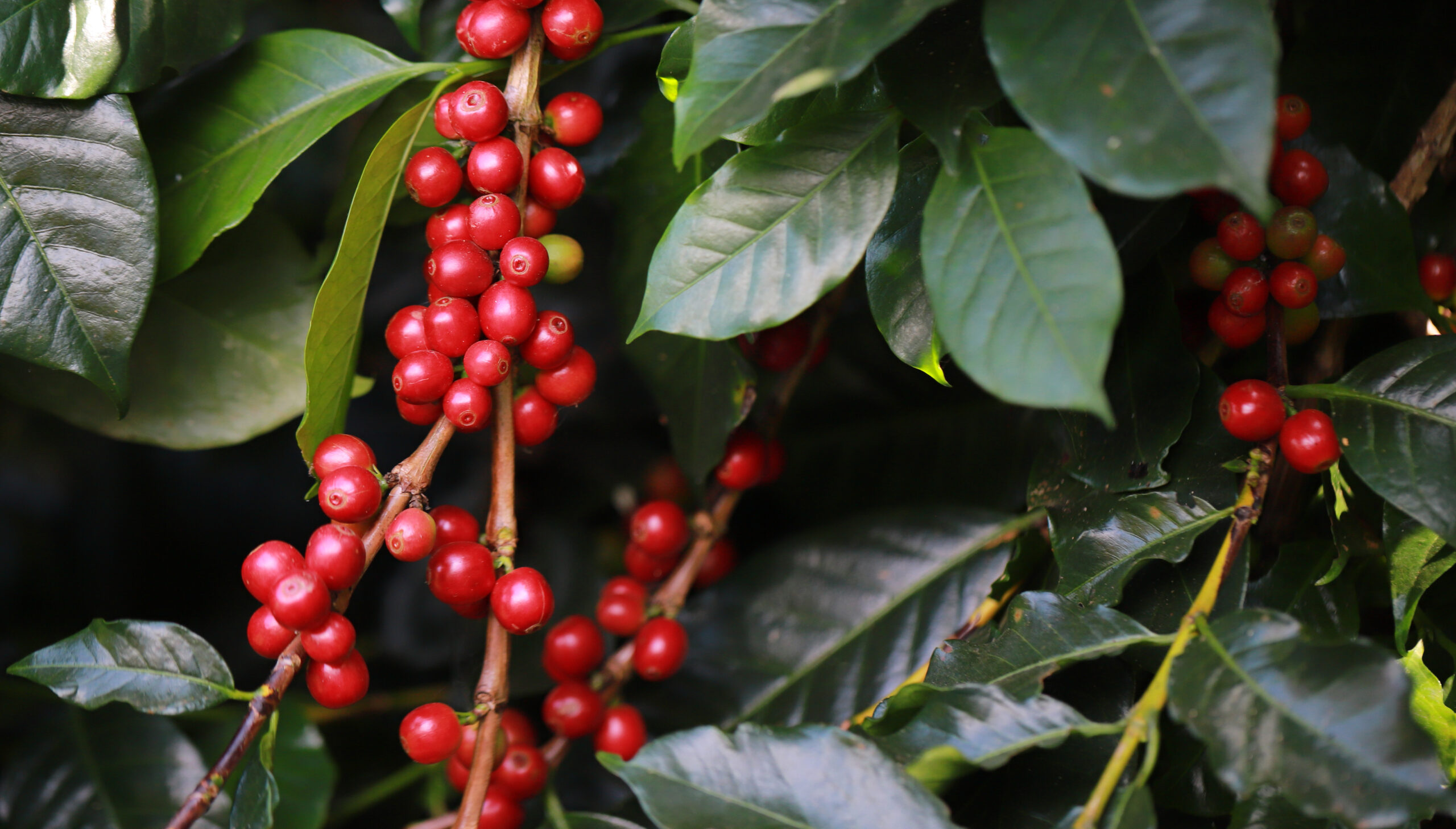 Bicho-mineiro ameaça produção de café no Brasil