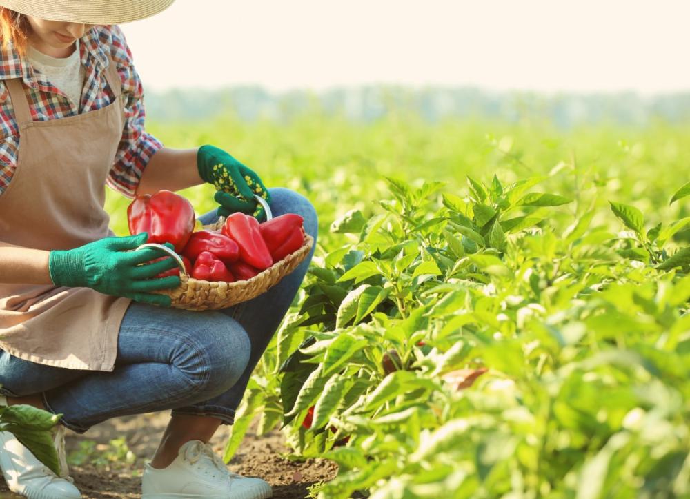 Liderança feminina avança no agro com nova edição da ALMA