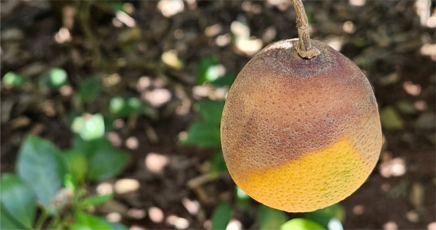 Alerta: podridão de ramos ameaça produção de laranjas no cinturão citrícola