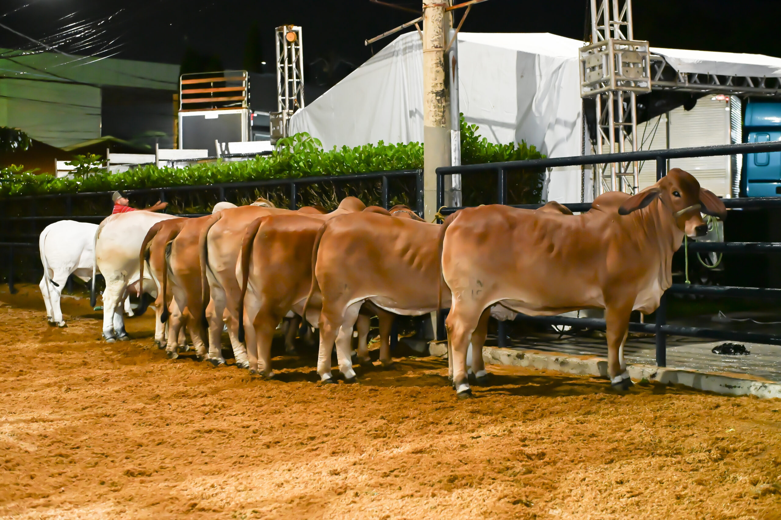 Raça Brahman terá programação intensa na 90ª ExpoZebu 2025