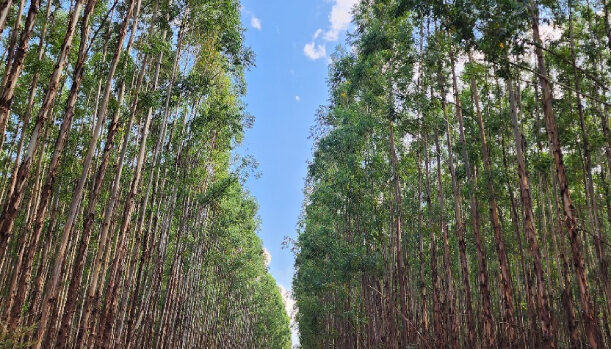 Minas Gerais pode liderar a silvicultura no Brasil