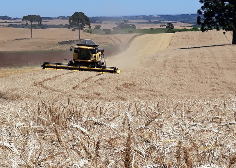 Safra de trigo em risco: giberela exige atenção imediata