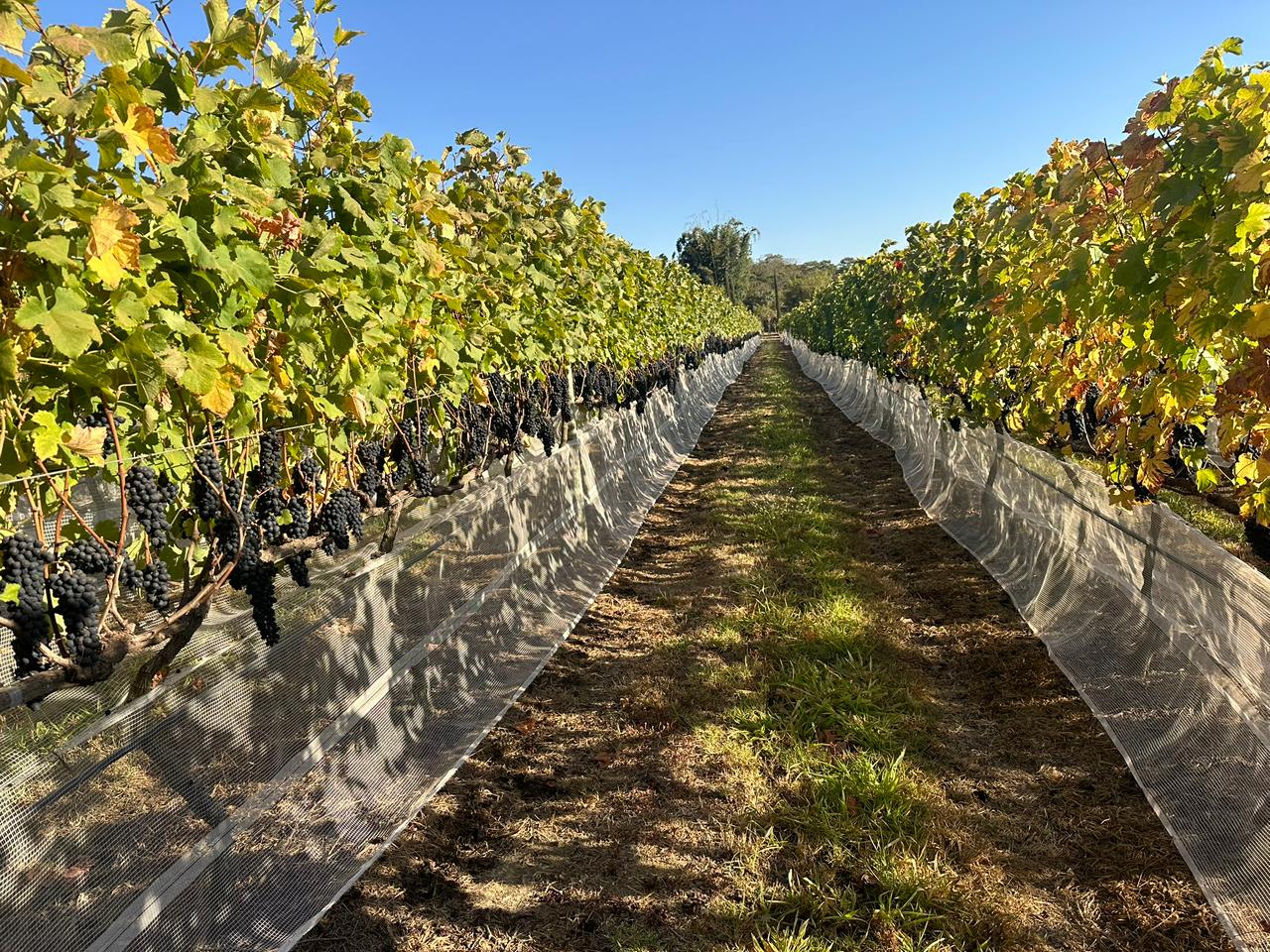 Novos terroirs brasileiros ganham espaço no mercado