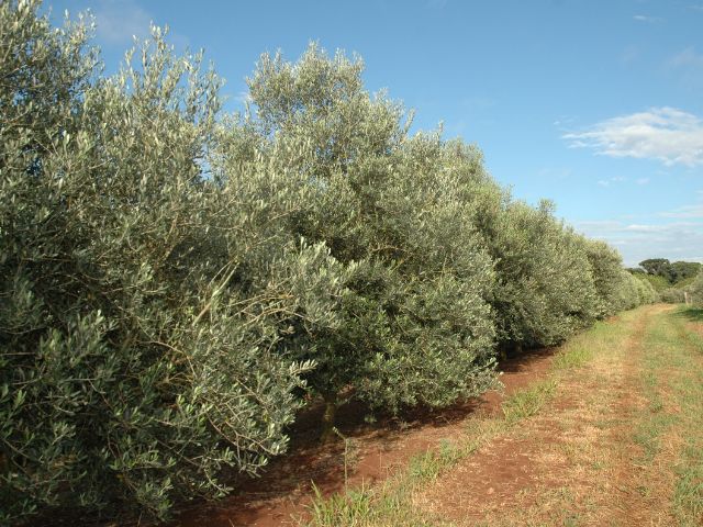 Alerta: Xylella fastidiosa é identificada em Santa Catarina