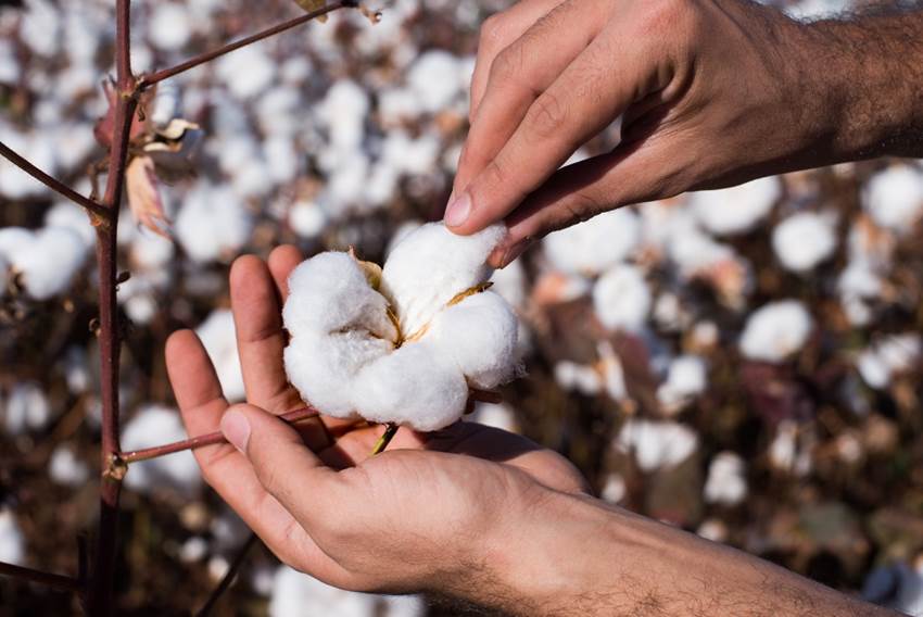 Produtores de algodão lidam com escassez de pluma premium e incertezas externas