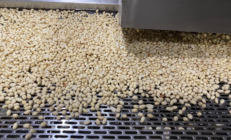 Produção de amendoim no Brasil deve crescer 60% na safra 2024/25