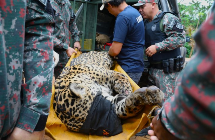 Ataque de onça: saiba o que é a “ceva” praticada pra atrair os animais