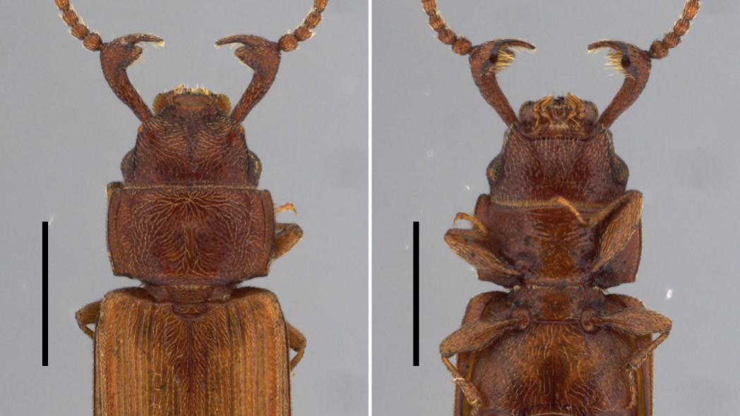 Após 20 anos, cientistas descobrem primeiro macho de espécie