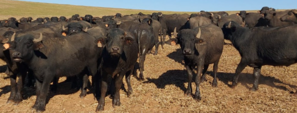 Carne de búfalo: consumo cresce no Brasil