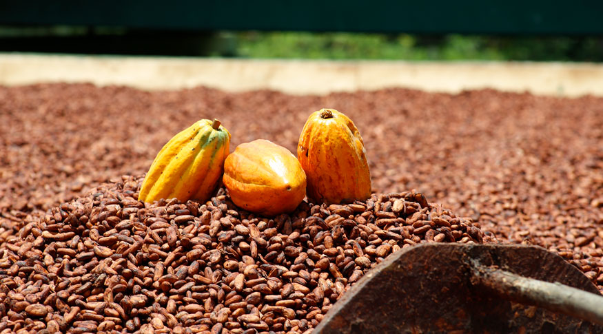 Mercado do cacau se normaliza e oferece oportunidade para indústrias de chocolate
