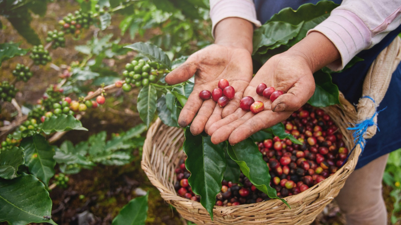 Bahia se torna maior produtor de café do Nordeste